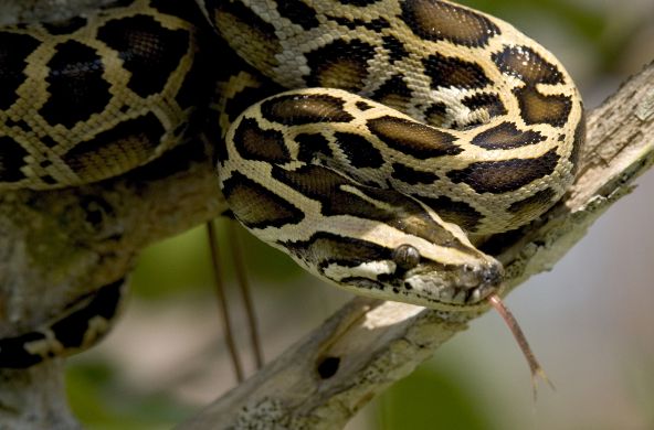 Python molure foncé dans les Everglades, en Floride