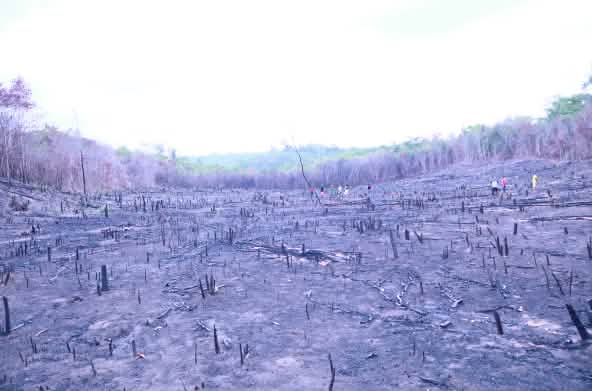 Au Brésil, les incendies accentuent la déforestation et, par conséquent, la désertification