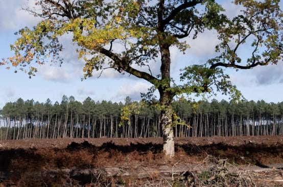 Un chêne est isolé au milieu d’une zone coupée à blanc, avec une monoculture de pins en arrière-plan