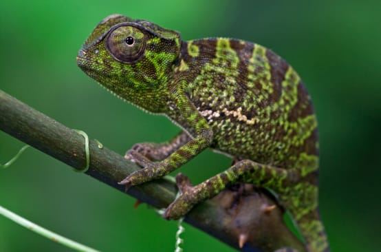 Un Caméléon à l’apparence tigrée de profil sur une branche sur un fond vert foncé