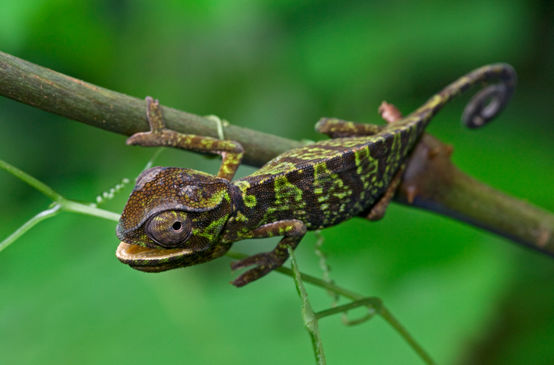 Un caméléon vert et brun