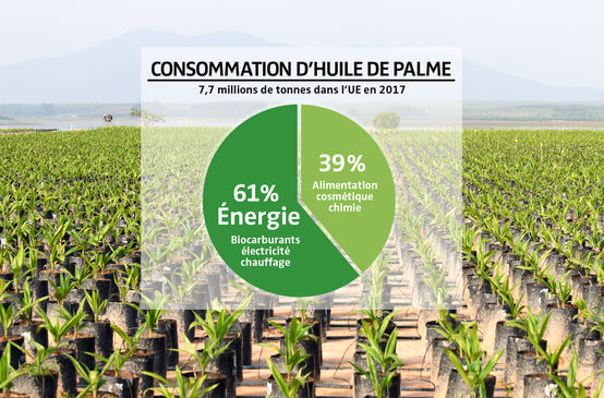 FOTOMONTAGE - Diagramme consommation d'huile de palme dans l'UE en 2017 et plantation en arrière plan