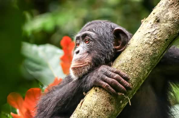 Chimpanzé au Libéria