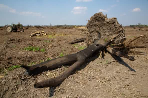 Un arbre brûlé pour établir des plantations de soja dans le Gran Chaco
