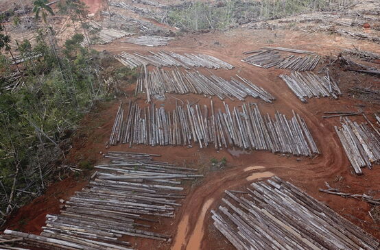 Déboisement pour la plantation de palmiers à huile de PT Digoel Agri en Papouasie