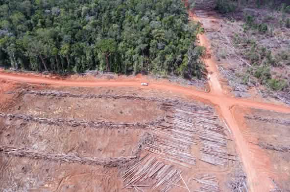 Photo aérienne de zones déboisées par Korindo pour l’établissement de plantations d’huile de palme