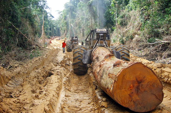 Une grume d’arbre géant transportée sur une route dans une forêt tropicale en Afrique Centrale