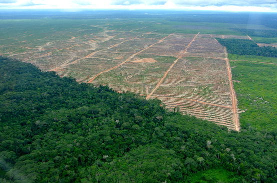 Photo aérienne d’un défrichage au profit de l’huile de palme au Pérou