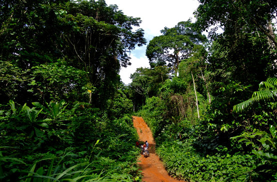 Une piste en plein cœur de la forêt tropicale dans le Parc national de Cross River