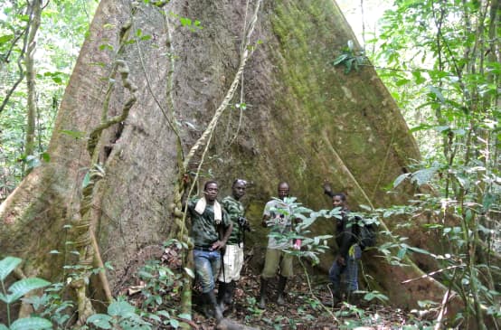 Des collaborateurs de la Wild Chimpanzee Foundation (WCF) et des écogardes posent au pied d’un arbre géant dans le parc national de Sapo au Libéria