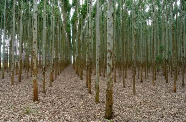 Plantation d’eucalyptus en Afrique du Sud destinée à la fabrication de cellulose