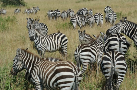 Zèbres dans la savane