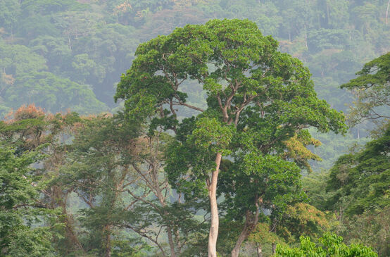 Forêt tropicale à Afi Mountain au Nigéria