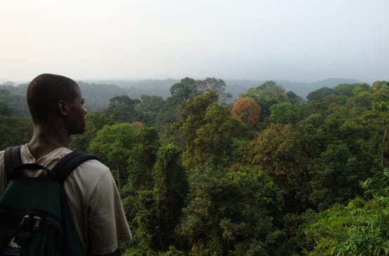 Un homme de dos observe le panorama offert par une forêt tropicale au sud du parc national de Korup (Cameroun)