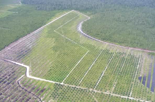 Plantation de palmiers à huile à Bornéo (Kalimantan)