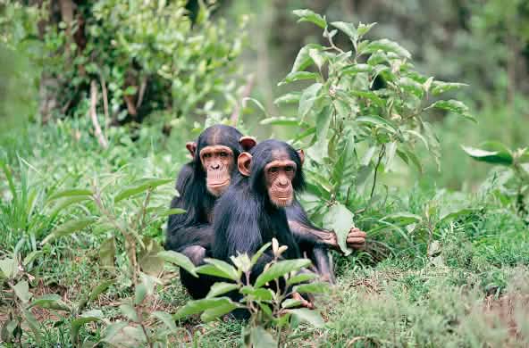 Deux chimpanzés