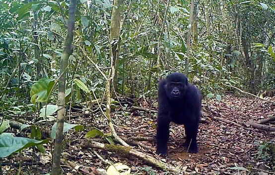 Gorilles dans la forêt d’Ebo au Cameroun