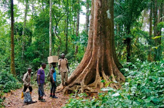 Éco-gardes dans la forêt de Cross River au Nigeria