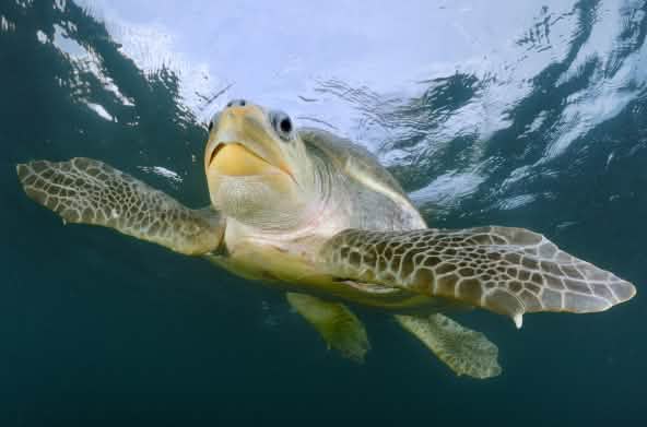 Tortue olivâtre (Lepidochelys olivacea)