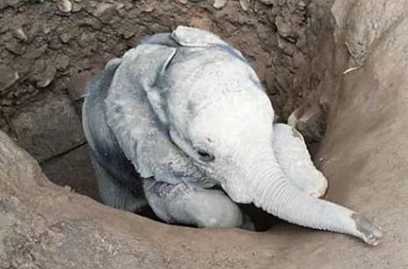 L’éléphantelle Savannah secourue après être tombée au fond d’un puits