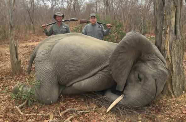 Éléphant tué par des chasseurs "en légitime défense" au Zimbabwe