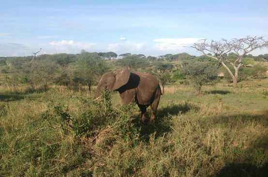 Éléphant en Tanzanie
