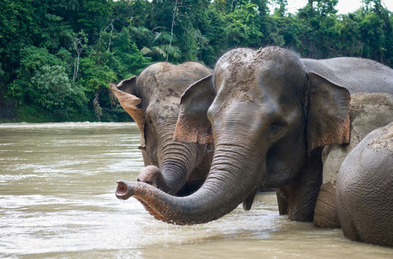 Des éléphants de Sumatra se baignent dans un fleuve