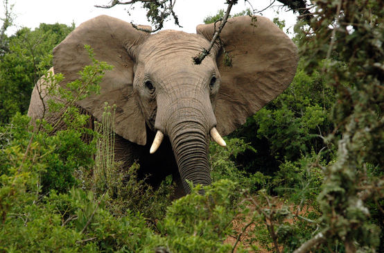 Eléphant d'Afrique dans la forêt