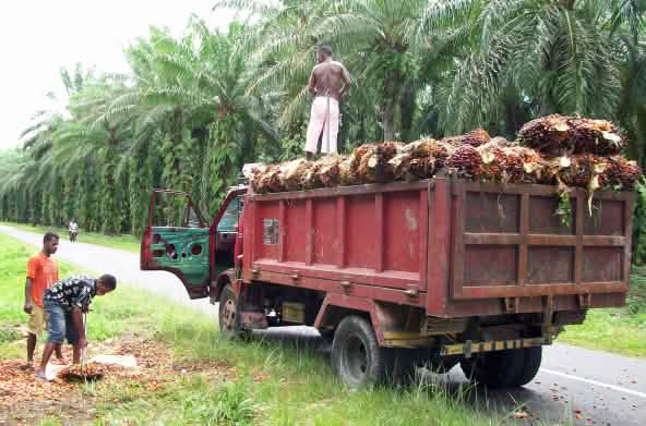 Plantation de palmiers à huile près de Manokwari, en Papouasie occidentale