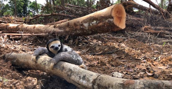Un paresseux à trois doigt (Bradypus tridactylus) s’appuie sur un tronc d’arbre au milieu d’une zone déboisée pour la biomasse en Guyane française