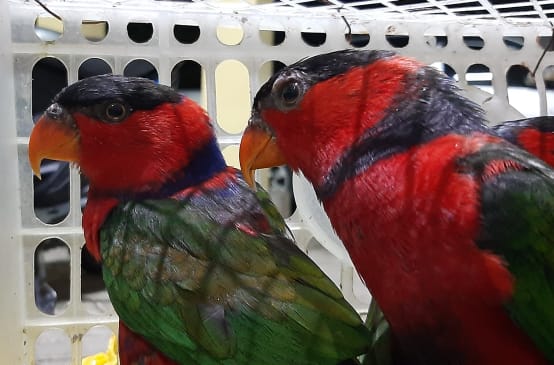 Deux loris tricolores dans une cage