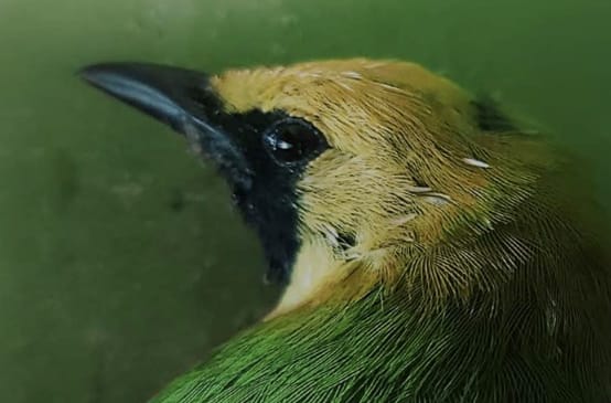 Gros plan sur la tête d’un oiseau vert au front jaune