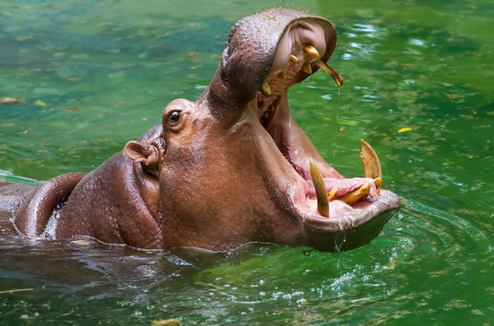 Hippopotame la gueule grande ouverte