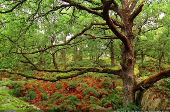 Chêne dans la forêt de Fontainebleau