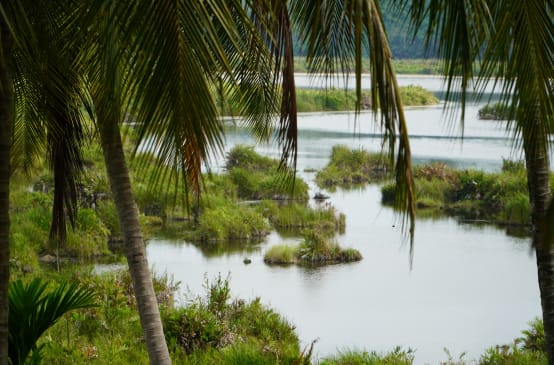 Vue en contre-plongé sur la zone marécageuse de Paya-Nie (Sumatra)