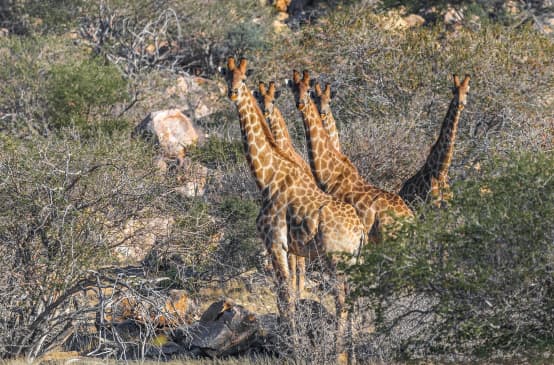 Girafes