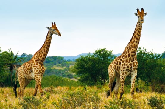 Girafes en Afrique du Sud