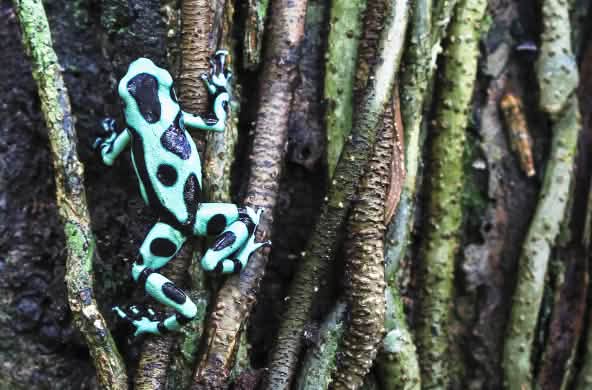 Un dendrobate vert et noir (Dendrobates auratus) grimpe à un arbre au Costa Rica