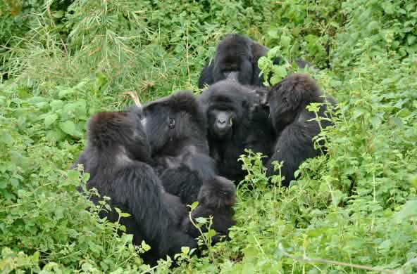 Gorilles du parc national des Virunga, novembre 2021