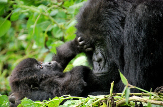 Une maman gorille fait des câlins à son bébé