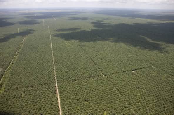Vue aérienne de plantations de palmiers à huile s’étendant jusqu’à l’horizon