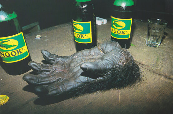 Main coupée d’un gorille sur une table