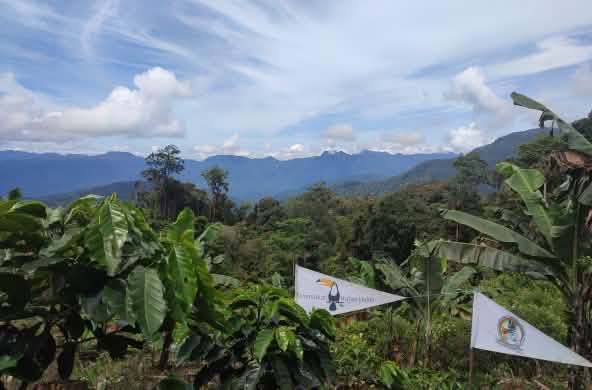 Pépinière des indigènes Gayo de Pining dans l’écosystème de Leuser