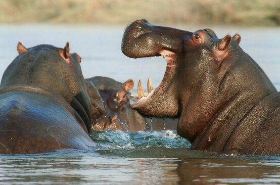 Un groupe d’hippopotames en train de se baigner dans un fleuve