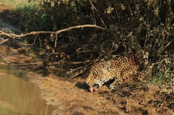 Jaguar se faufilant à travers la végétation pour boire de l’eau