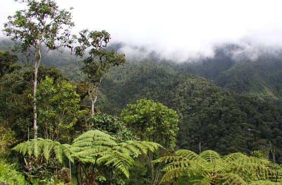 Forêt de nuages dans la région de l’Intag au nord de l’Équateur