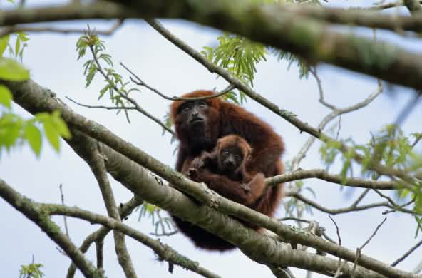 Singe hurleur brun du sud assis avec un petit au sommet d’un arbre