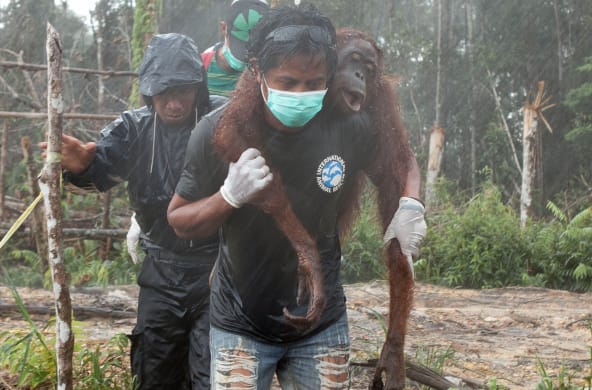 Sur fond de forêt défrichée, l’air grave, trois hommes portent secours à un orang-outan. L’un le transporte sur ses épaules, très concentré malgré la pluie