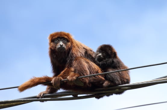 Un singe hurleur brun du sud est assis avec un petit sur des lignes électriques sur fond de ciel bleu