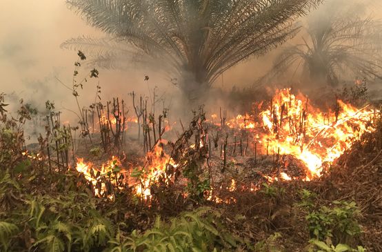 Incendies près du village de Puding dans la province de Jambi à Sumatra le 21 septembre 2019